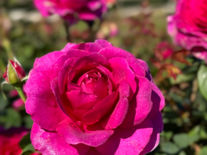 Timeless Purple Rose Timeless Purple Rose Image