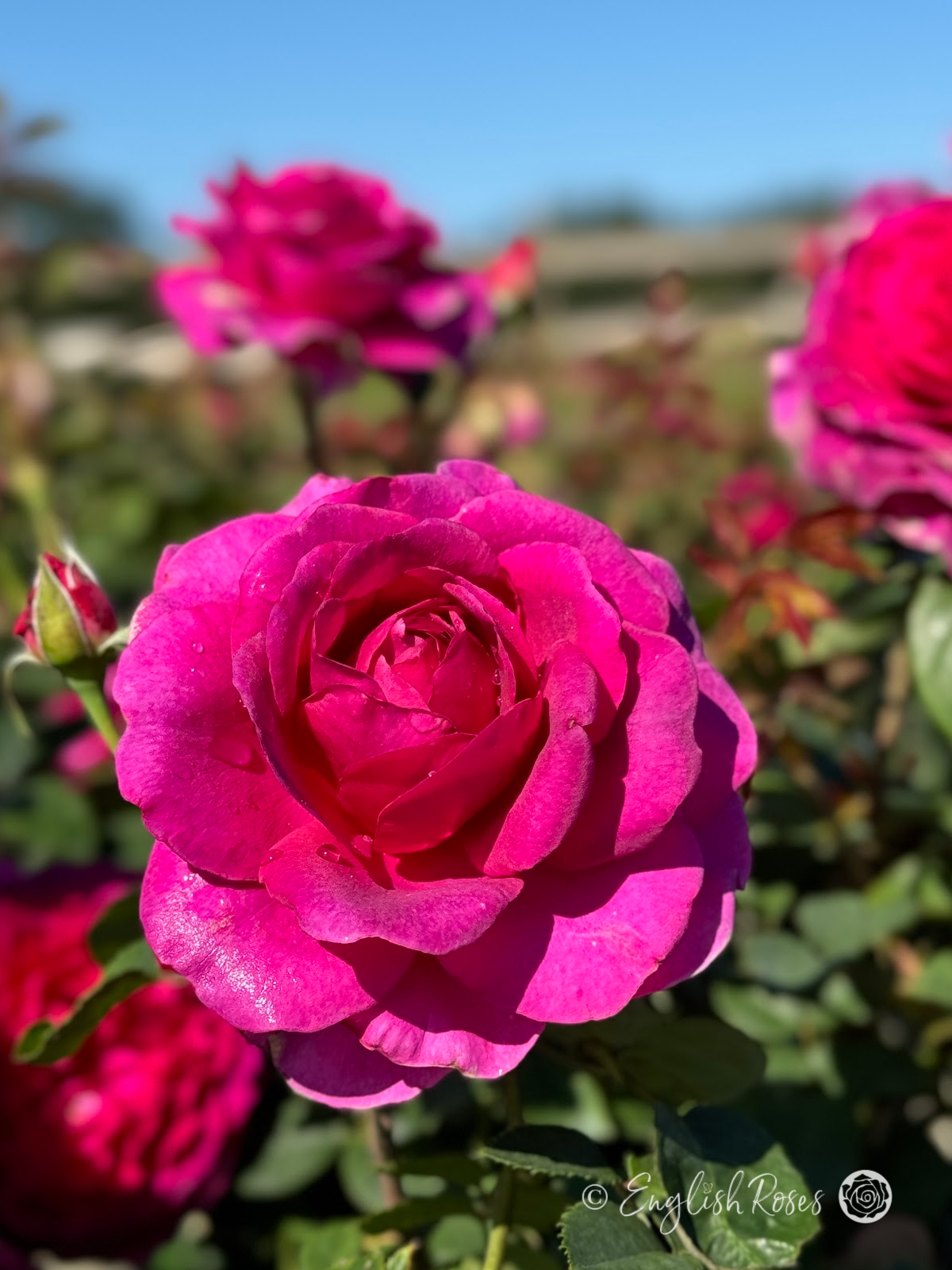 Timeless Purple Rose - Purple Hybrid Tea Rose - A close up photo of multiple purple blooms and buds in front of a clear blue sky