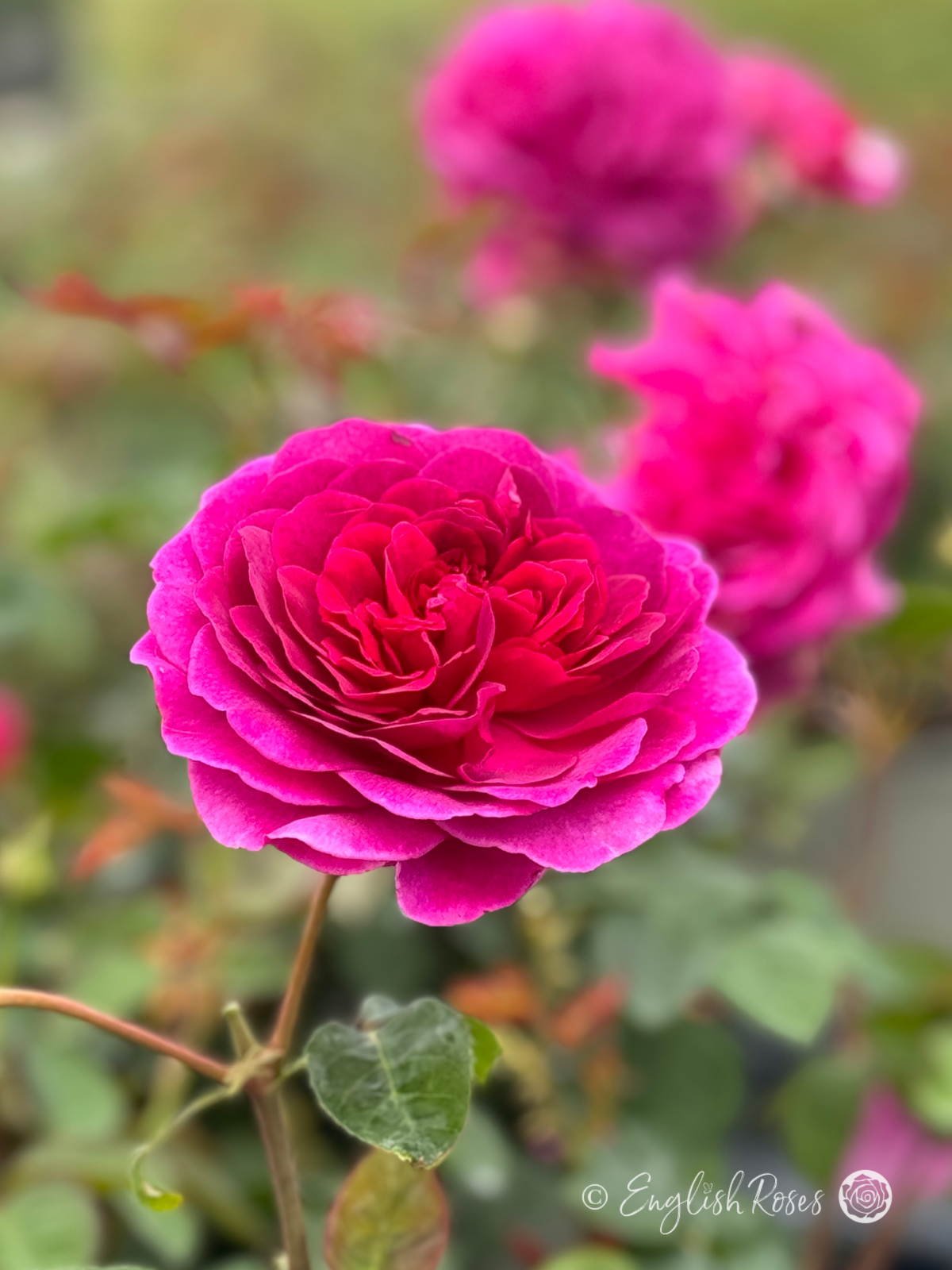 Timeless Purple Rose - Purple Hybrid Tea Rose - A close up photo of multiple purple blooms