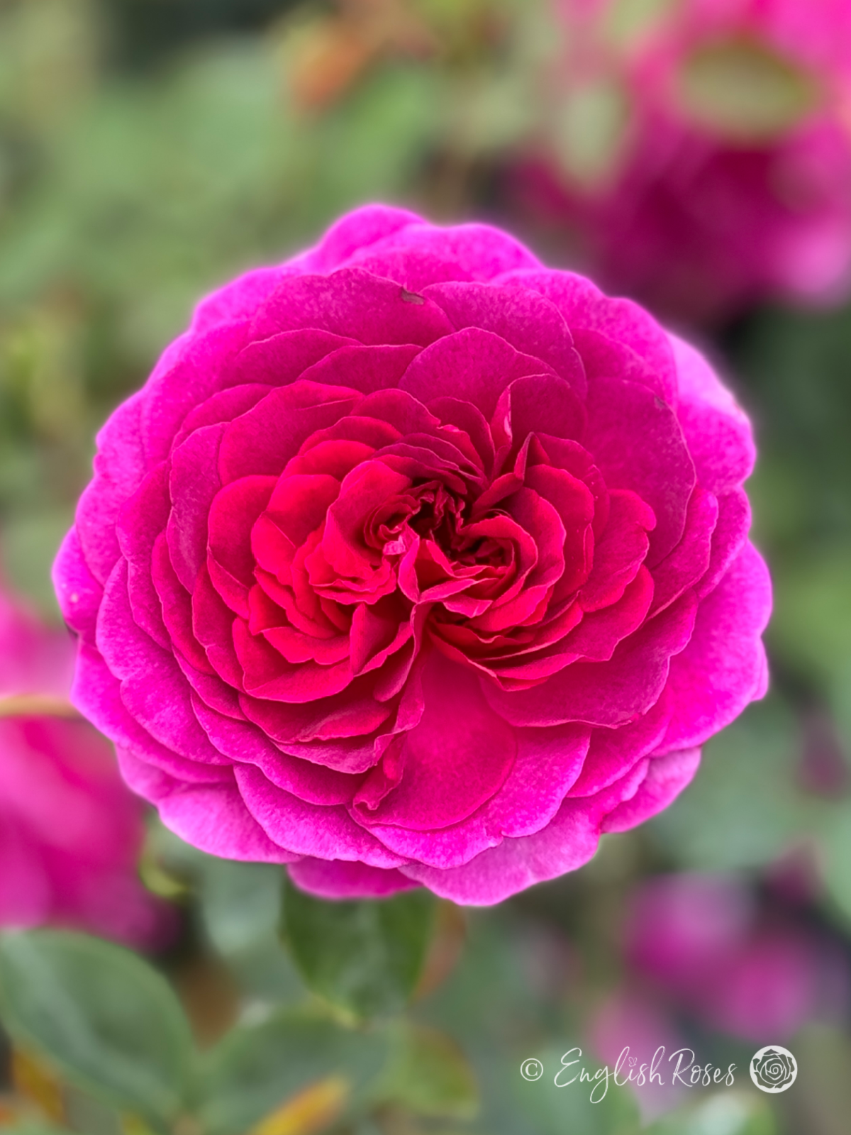 Timeless Purple Rose - Purple Hybrid Tea Rose - Close up photo of a single open, purple bloom