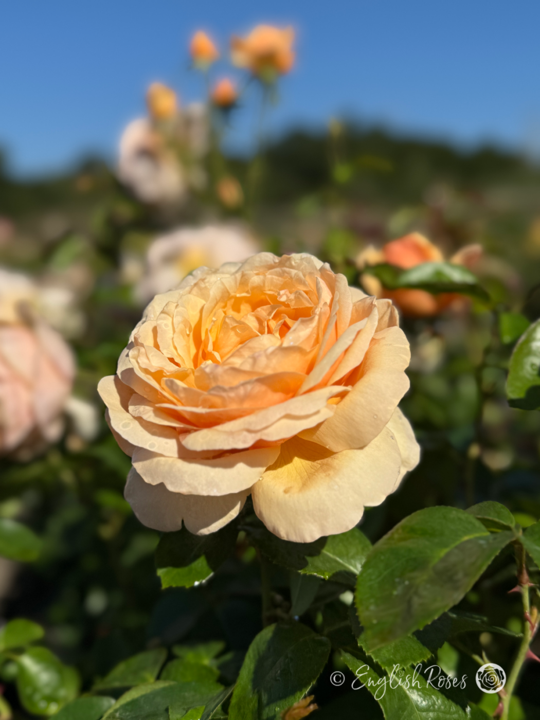 Tropicana Rose Single Bloom