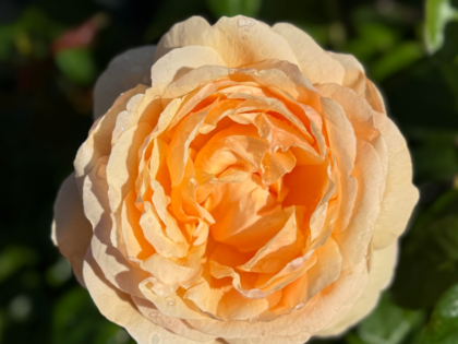 Fathers Day Present - English Roses Gift Fathers Day Present - English Roses Gift Image