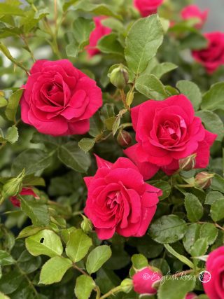 Truly Loved Rose - Deep Pink Floribunda Rose - Close up photo of three pink blooms with lots of buds