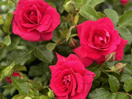 A Rose For My Special Mum - English Roses Gift A Rose For My Special Mum - English Roses Gift Image