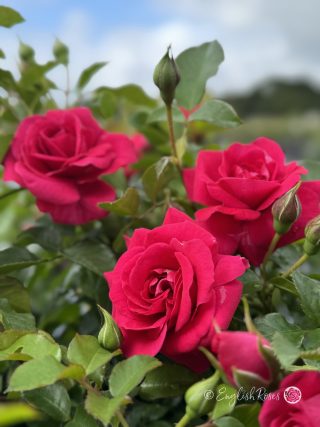 Truly Loved Rose - Deep Pink Floribunda Rose - A close up photo of multiple deep pink blooms, buds and lush green foliage