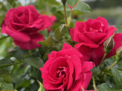 Truly Loved Rose Truly Loved Rose Image