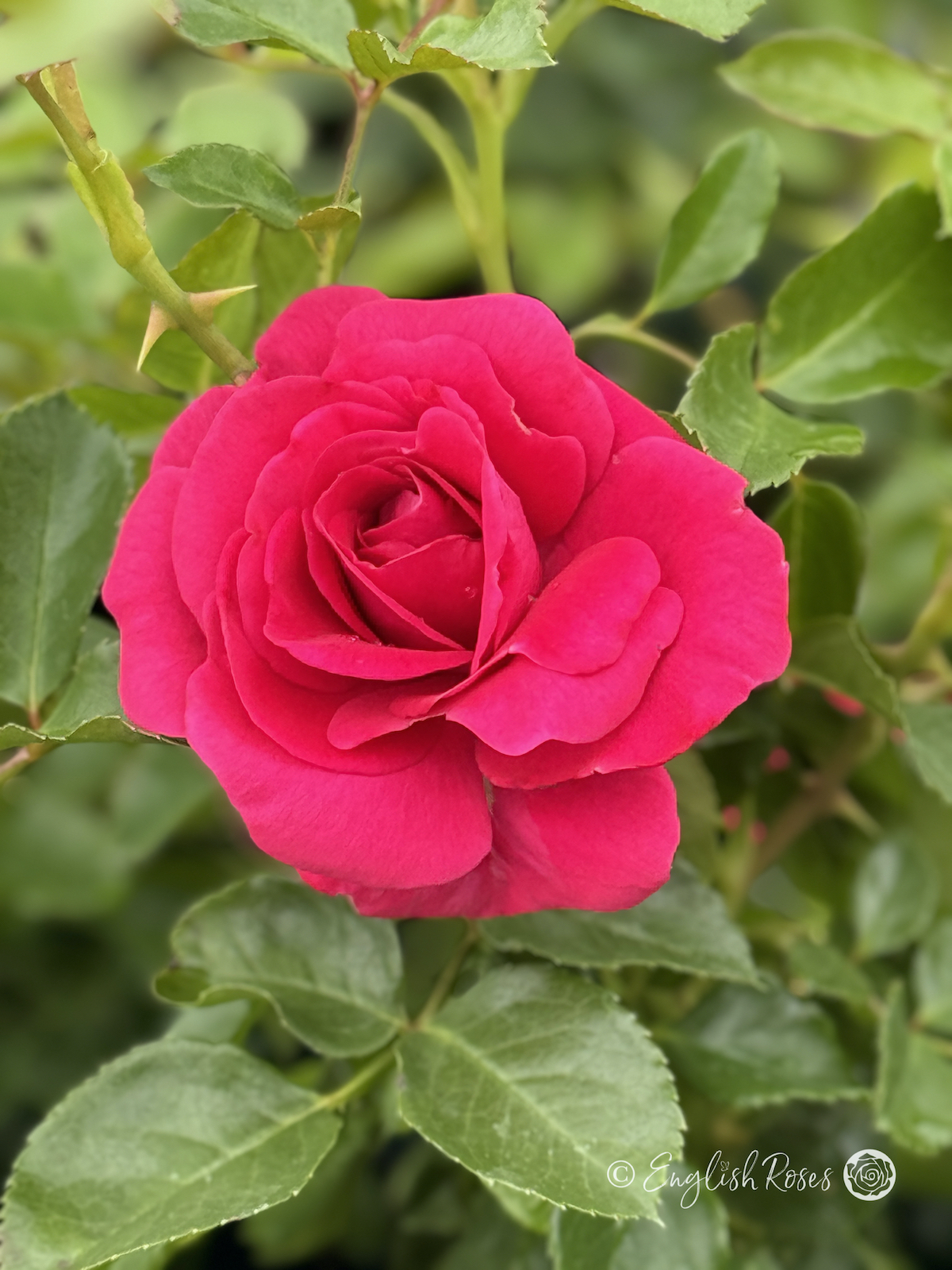 Truly Loved Rose - Deep Pink Floribunda Rose - A single close up photo of an open, deep pink coloured bloom