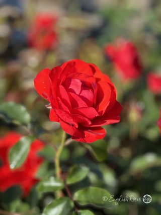 Trumpeter Rose - Scarlet Red Floribunda Rose - Close up photo of a single scarlet red bloom