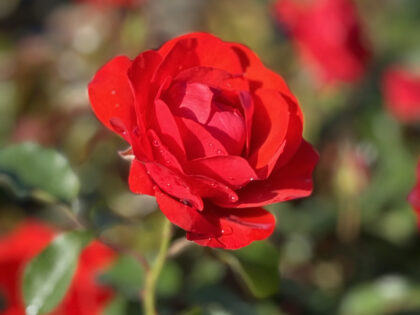 Trumpeter Rose Trumpeter Rose Image