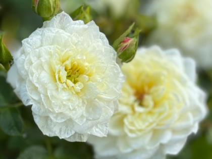 Diamond Wedding Rose Gift Diamond Wedding Rose Gift Image