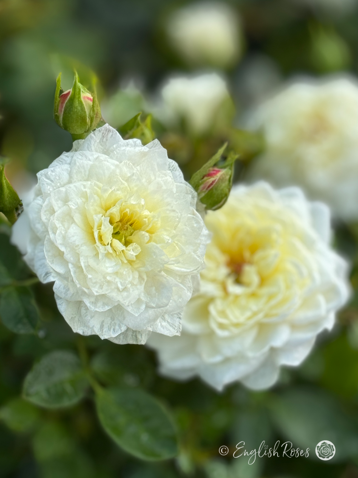 White Patio Rose - Pure White Patio Rose - A close up photo of a single pure white bloom with lots of buds and additional blooms in the background