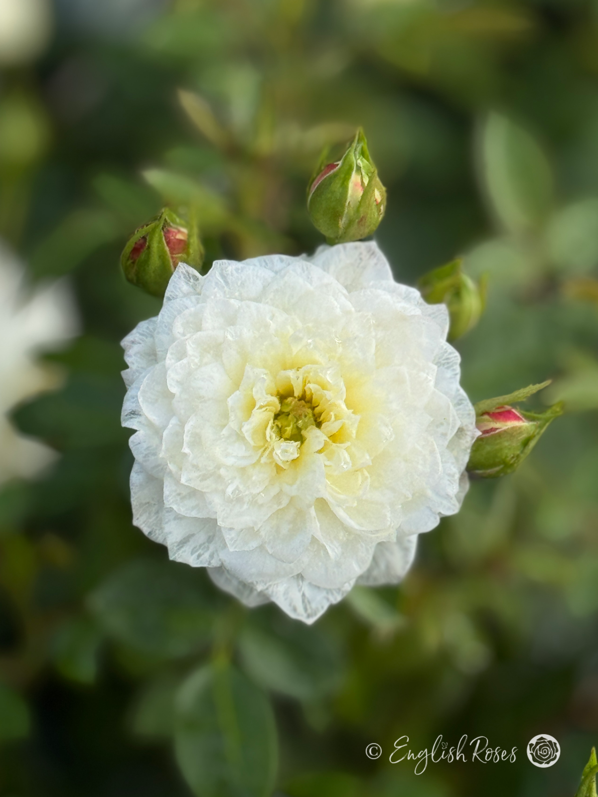 White Patio Rose - Pure White Patio Rose - Close up photo of a single pure white bloom
