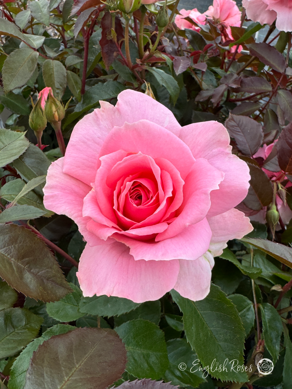 You're Beautiful Rose - Rich Pink Floribunda Rose - A close up photo of a single pink bloom with buds and additional blooms in the background