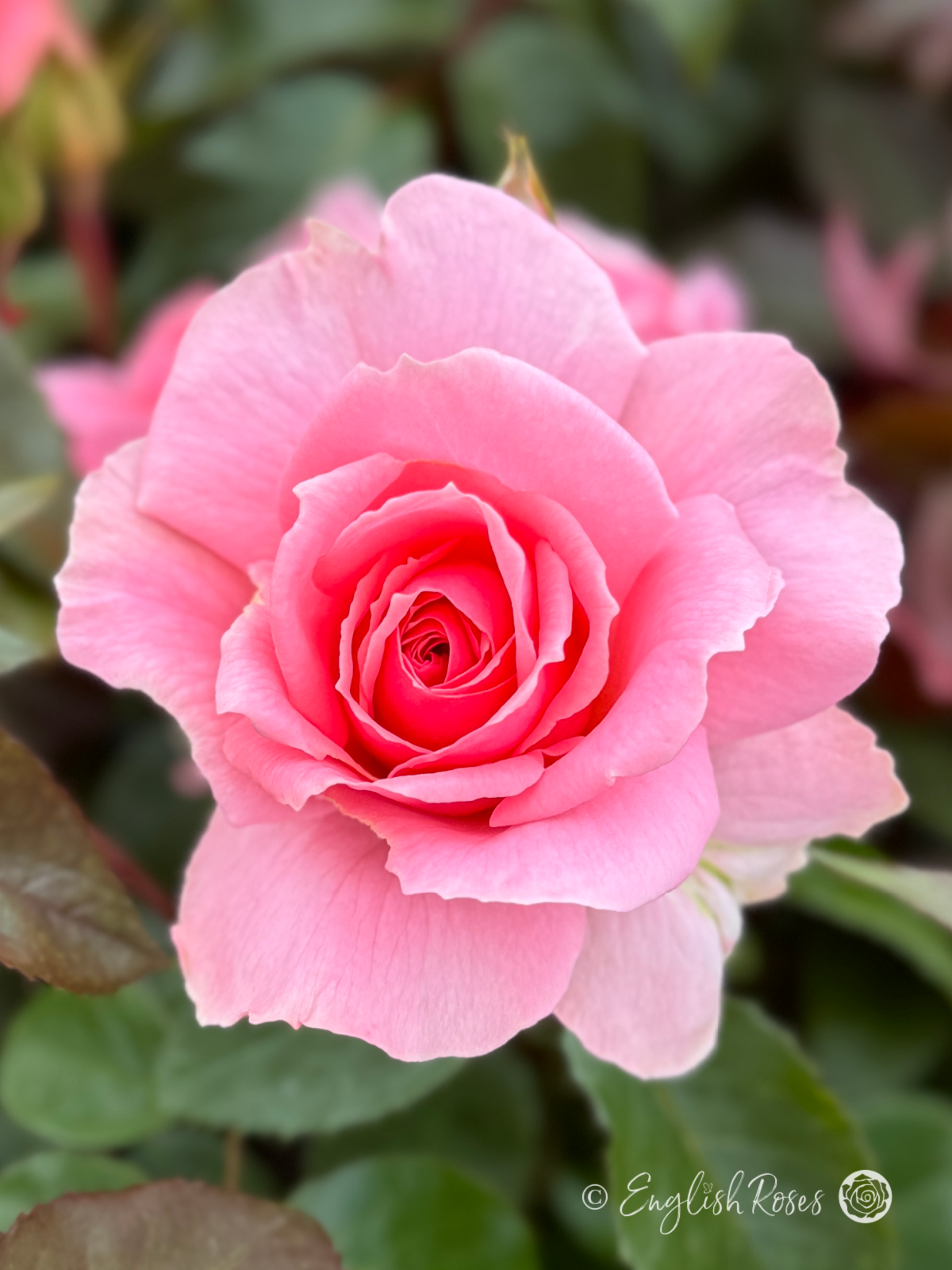 You're Beautiful Rose - Rich Pink Floribunda Rose - A close up photo of an open, pink bloom