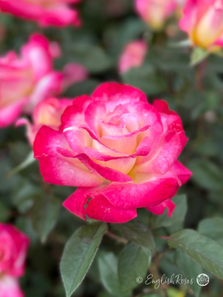 You're My Everything Rose - Creamy Yellow And Deep Pink Hybrid Tea Rose - A close up photo of multiple creamy yellow and pink blooms with lush green foliage