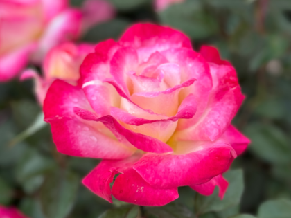 You're My Everything Rose You're My Everything Rose Image