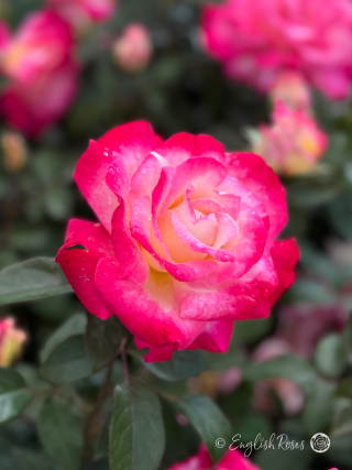 You're My Everything Rose - Creamy Yellow And Deep Pink Hybrid Tea Rose - A close up photo of a single creamy yellow bloom with deep pink edges and additional blooms in the background