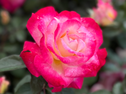 A Rose For Friends Forever A Rose For Friends Forever Image