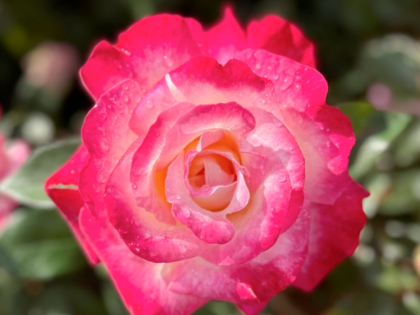 A Rose For Lucy - English Roses Gift A Rose For Lucy - English Roses Gift Image