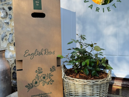 Gift For My Special Friend - English Roses Planted Basket Gift For My Special Friend - English Roses Planted Basket Image