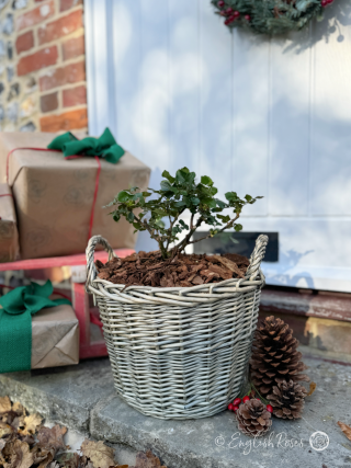 Christmas Gift for Grandparents - Lots of Kisses Rose - Close up photograph of an English Roses Gift Planted Willow Basket on a doorstep with presents, pinecones and festive decorations.