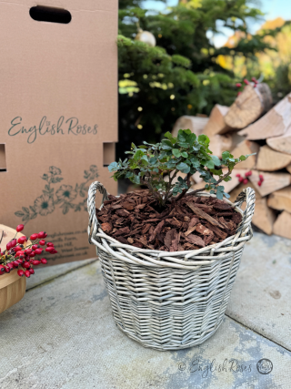 Christmas Gift for Her - Joie de Vivre Rose - Close up photo of an English Roses Gift Planted Willow Basket on a patio with a box, log pile and Christmas tree