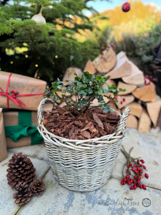 Christmas Gift for Parents - Golden Memories Rose - Close up photo of an English Roses Gift Planted Willow Basket surrounded by pinecones, presents, a log pile and Christmas tree.