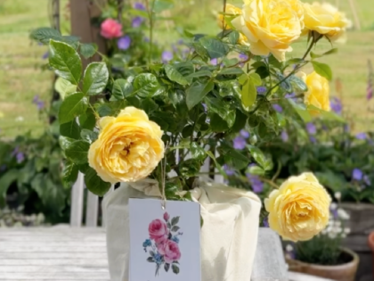 Natural Luxury Cotton Gift Bag Natural Luxury Cotton Gift Bag Image