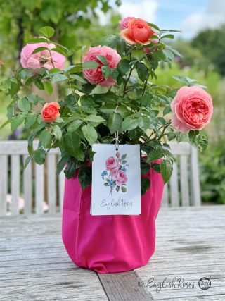 English Roses Cotton Gift Bag Pink
