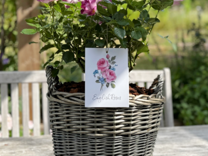 Large Willow Basket - Gift Planted Rose Large Willow Basket - Gift Planted Rose Image