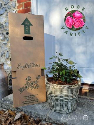 Fruity Parfuma Rose - Willow Basket Gift Planted Roses - A photograph of an English Roses willow basket with foliage alongside an English Roses box on a doorstep.