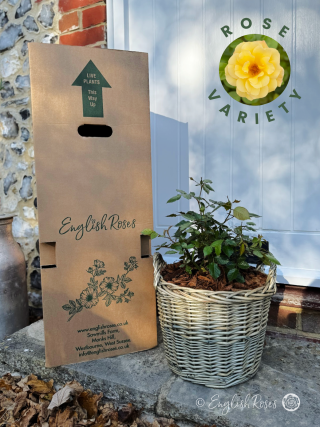 Golden Bouquet Rose - Willow Basket Gift Planted Roses - A photograph of a willow basket and foliage next to an English Roses box on a doorstep.