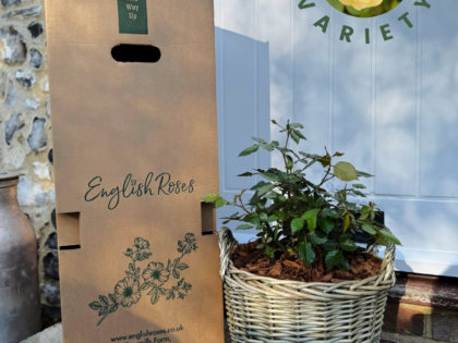 50th Birthday Rose In Large Willow Basket 50th Birthday Rose In Large Willow Basket Image