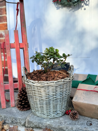 Merry Christmas to my Dad - Summer Beauty Rose - Close up photo of an English Roses Gift Planted Willow Basket on a doorstep with a sledge, pinecones, presents and wreath.