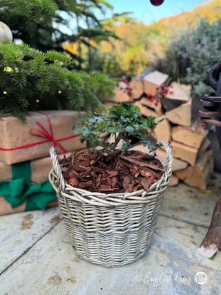 Merry Christmas to my Grandad - Global Beauty Rose - Close up photo of an English Roses Gift Planted Willow Basket on a patio with Christmas presents, a log pile and Christmas tree.