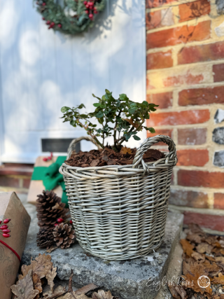 Merry Christmas to my Grandma - For Your Eyes Only Rose - Close up photo of an English Roses Gift Planted Willow Basket on a doorstep with pinecones, presents and a wreath.