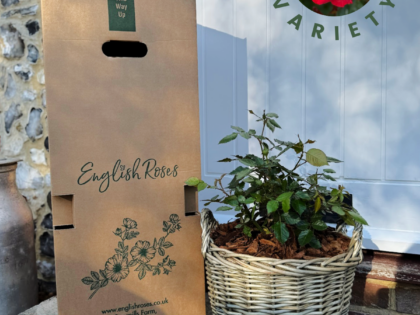 Memorial Rose Gift Planted In Large Willow Basket Memorial Rose Gift Planted In Large Willow Basket Image