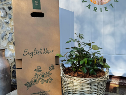 Scented Rose Gift In Memory Of Son - English Roses Planted Basket Scented Rose Gift In Memory Of Son - English Roses Planted Basket Image