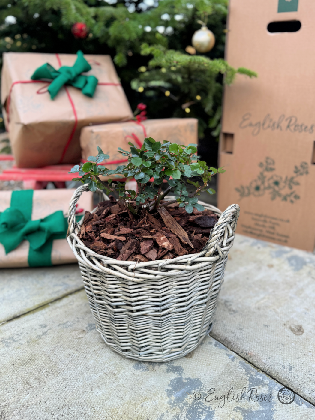 To Both of You at Christmas - Let There Be Love Rose - Close up photo of an English Roses Gift Planted Willow Basket on a patio with Christmas presents and a Christmas Tree.