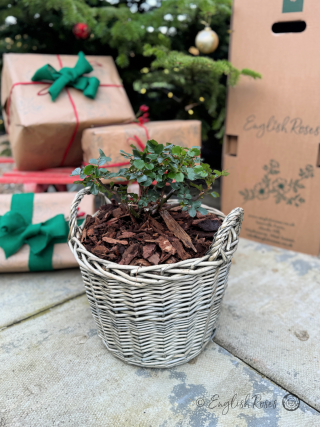 To Both of You at Christmas - Let There Be Love Rose - Close up photo of an English Roses Gift Planted Willow Basket on a patio with Christmas presents and a Christmas Tree.