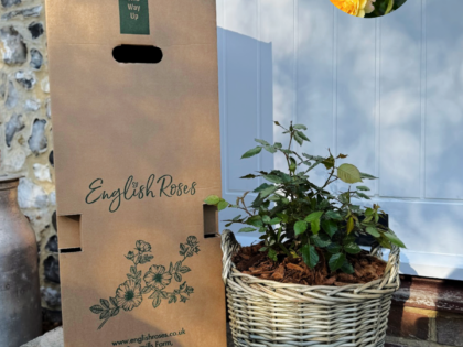 Mother's Day Gift For Mum - Gift Planted Rose in Large Willow Basket Mother's Day Gift For Mum - Gift Planted Rose in Large Willow Basket Image