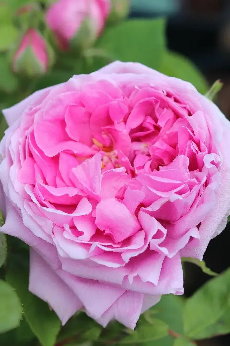 Comte de Chambord Rose