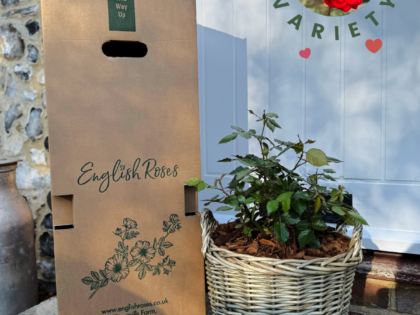 Happy Valentine's Day Rose Gift - English Roses Planted Basket Happy Valentine's Day Rose Gift - English Roses Planted Basket Image