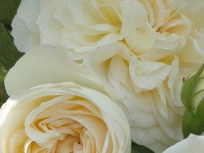 Nanny Mother's Day Present - English Roses Gifts Nanny Mother's Day Present - English Roses Gifts Image