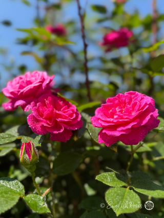 Gloriana Rose English Roses Climbing Pink Rose Main Image