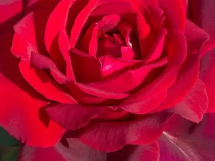 Jubilee Papa Meilland Rose Jubilee Papa Meilland Rose Image