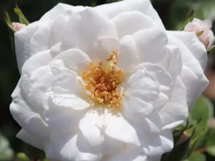 Pearl Wishes Rose Pearl Wishes Rose Image