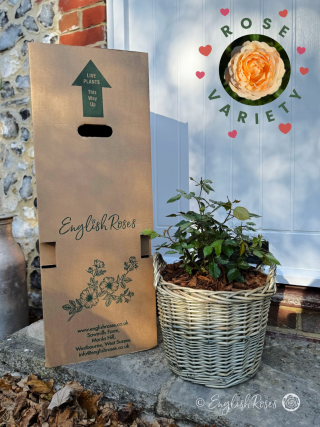 To The One I Love On Valentine's Day - English Roses Planted Basket Tropicana Rose