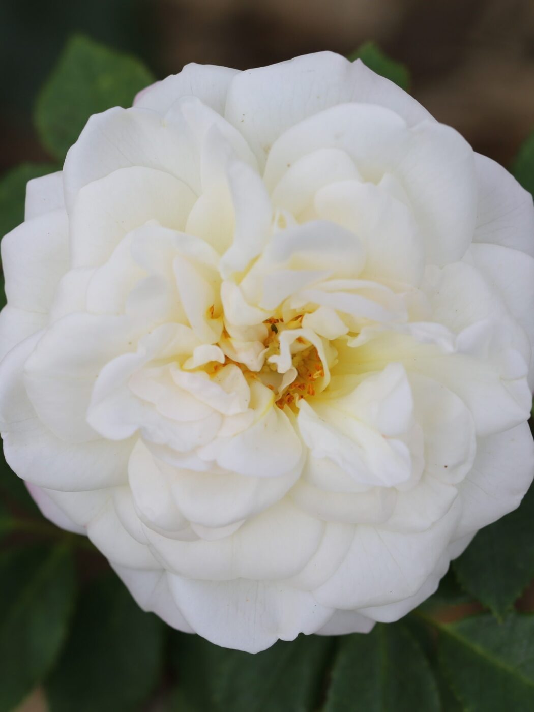 Alba Maxima Rose, a close up photo of a white bloom