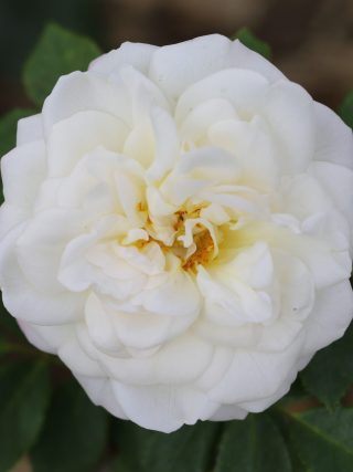 Alba Maxima Rose, a close up photo of a white bloom